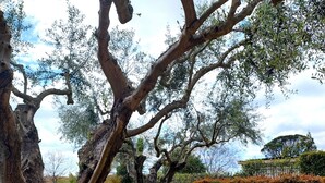 A garden with a stone pathway, a pool, and outdoor furniture. - La Valle Dei Casali B&B (Rome)