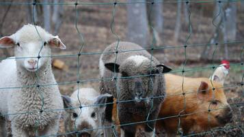 A group of animals behind a wire fence.
