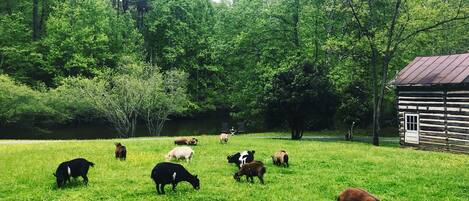 A rustic wooden cabin surrounded by a lush green field with grazing cattle.