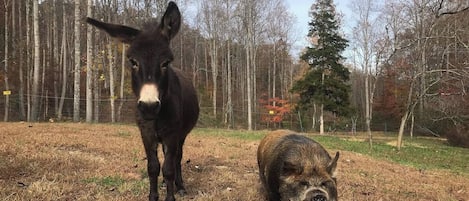 A donkey and a pig in a fenced area with trees in the background.