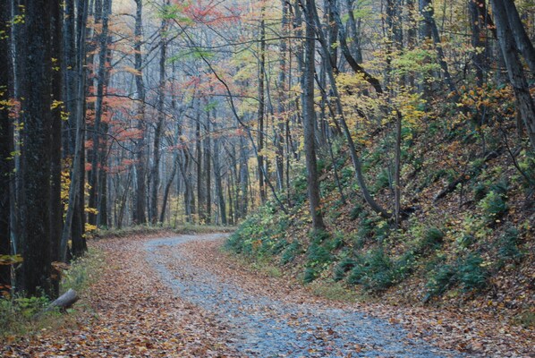 A forested area with a gravel path. - Moonshine Glamping Cabin near Old Rag Mountain in Shenandoah National Park (Etlan)