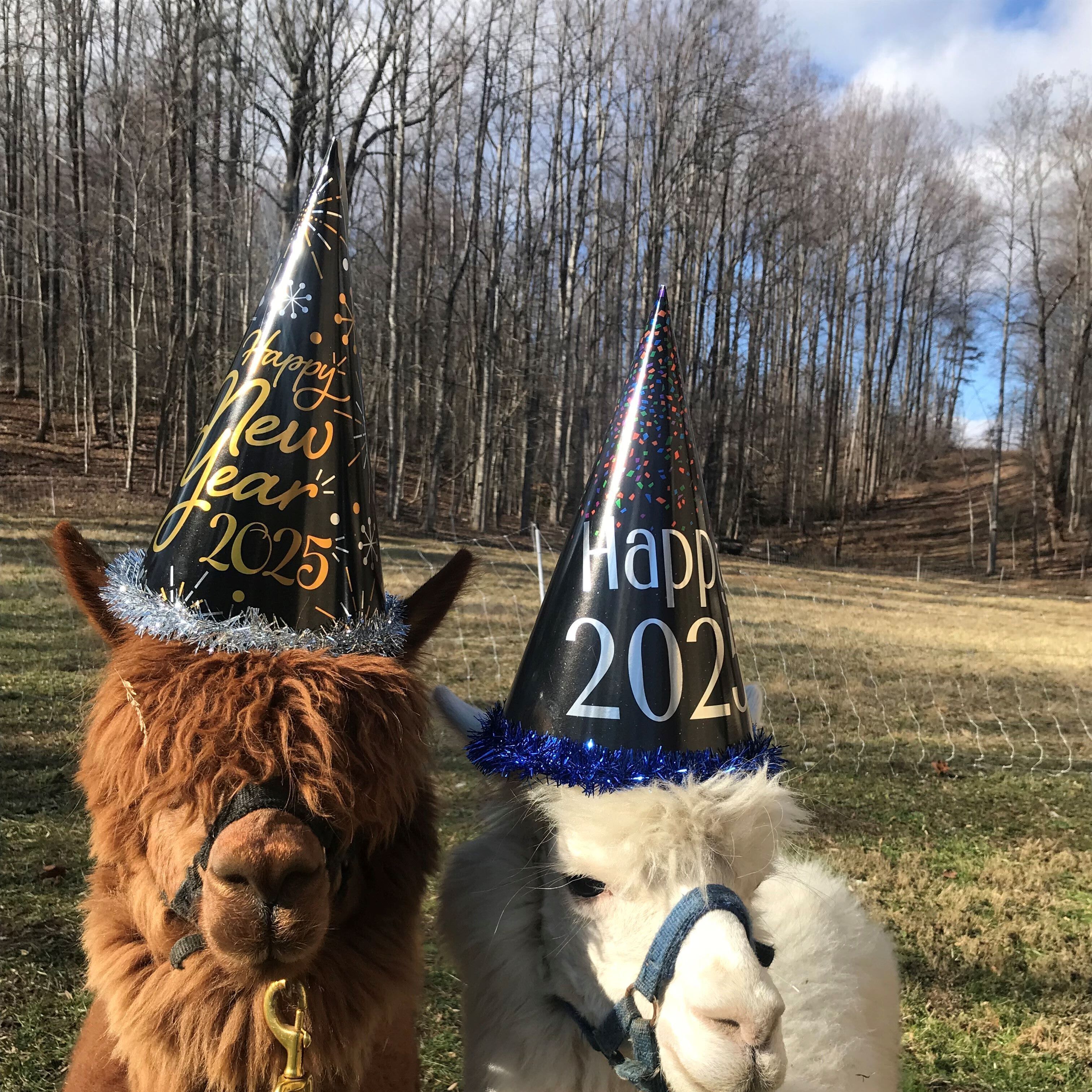 Two llamas wearing New Year hats with "Happy 2023" written on them.
