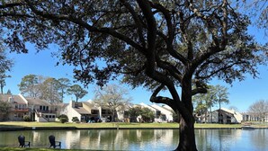 A large tree in the foreground with a body of water behind it. There are buildings in the background.