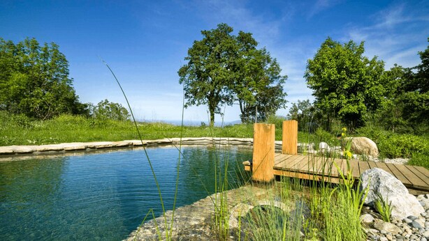 A serene outdoor pool area with clear water, surrounded by lush greenery and trees.
