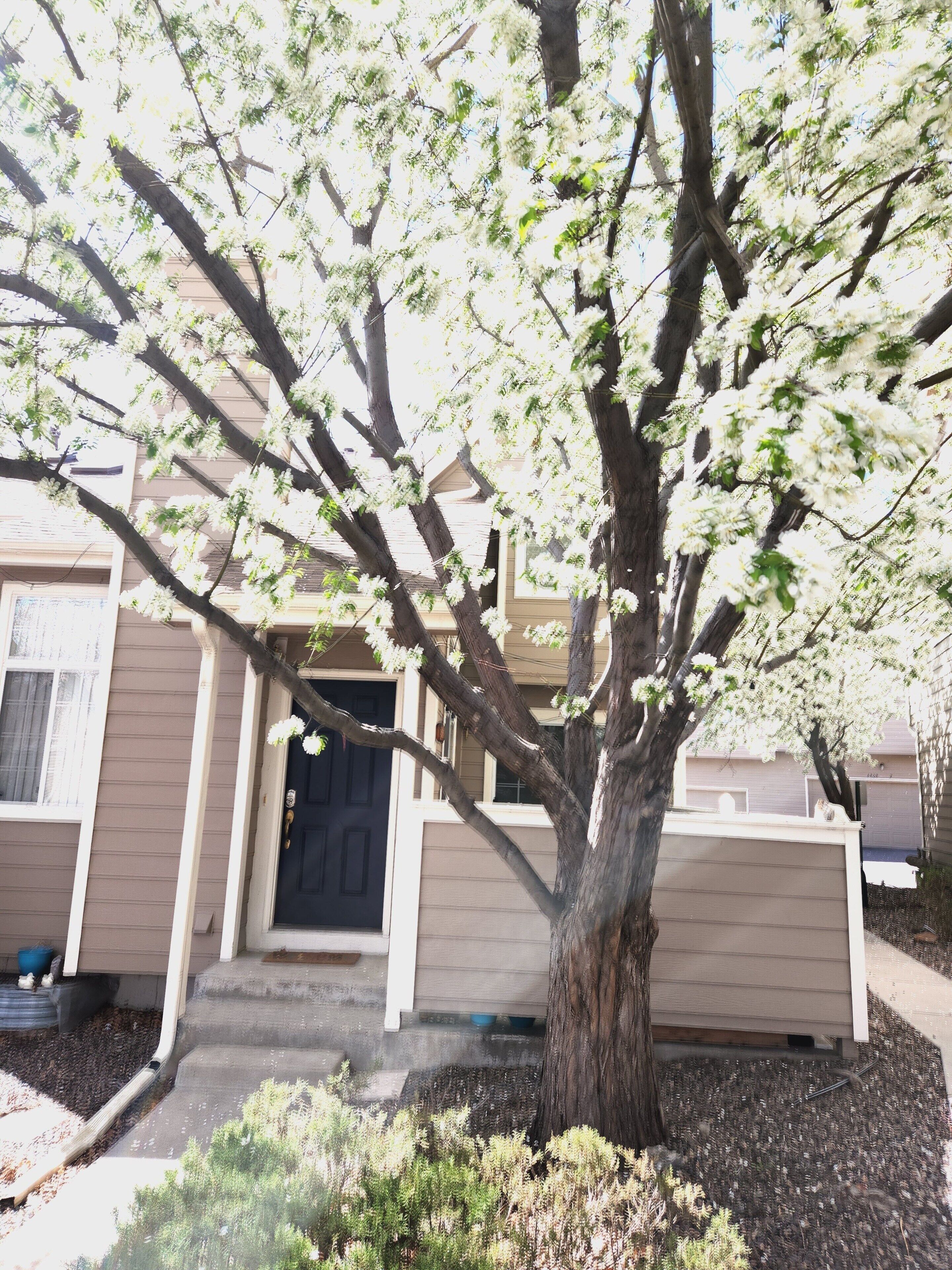 A residential building with a front door, a driveway, and a tree with white blossoms.
