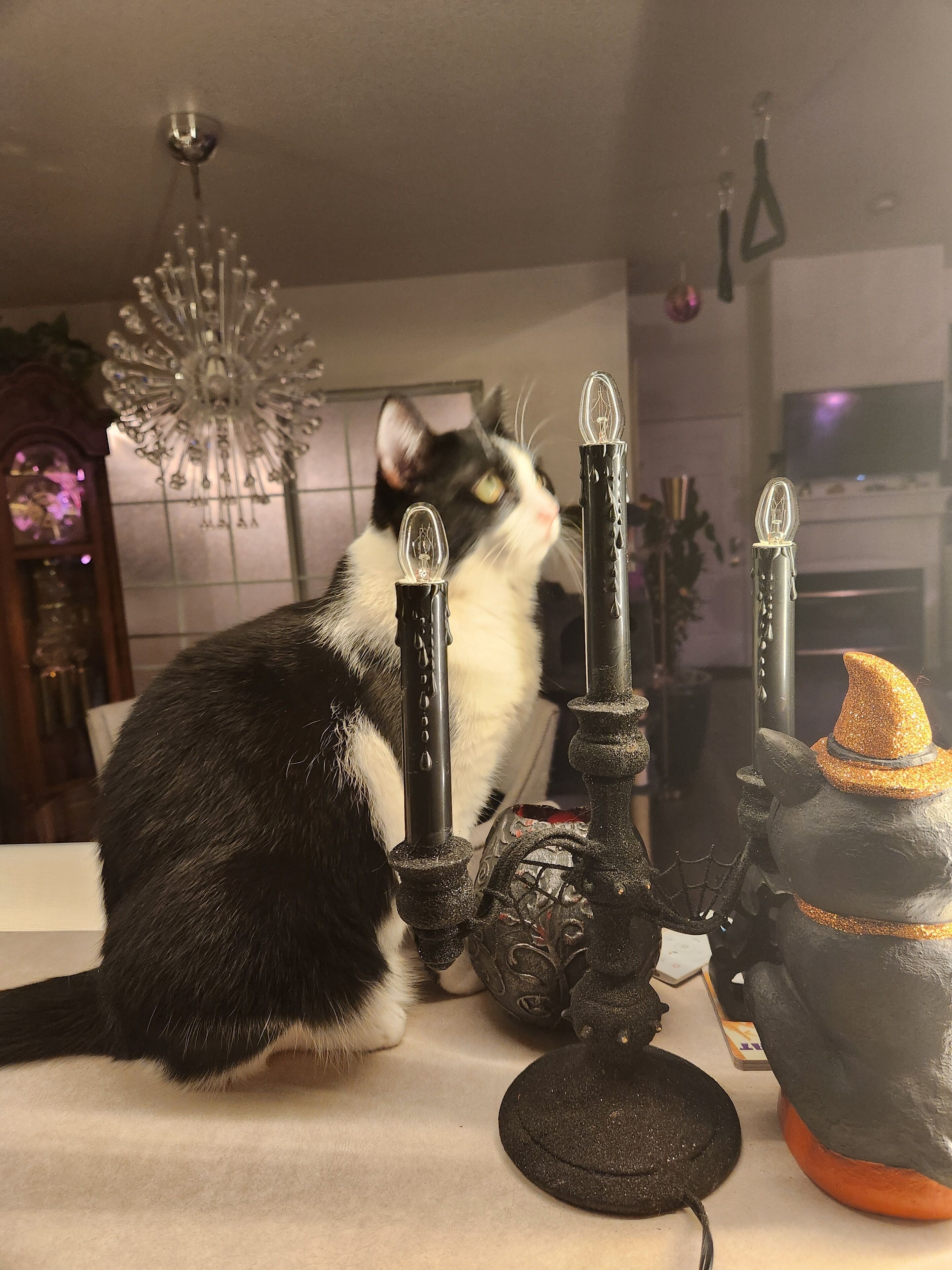A black and white cat sitting on a table with candles and a witch figurine.
