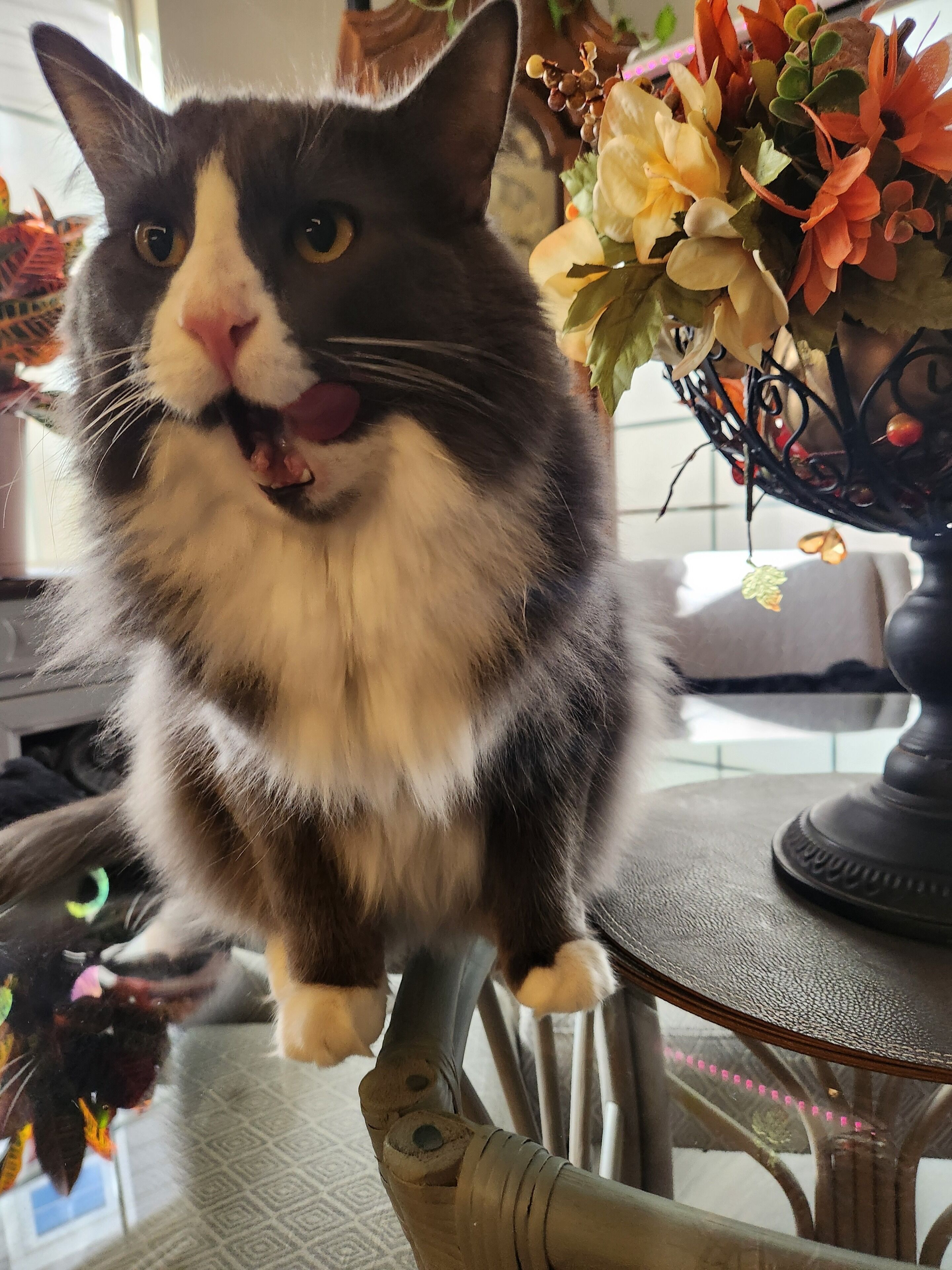 Un chat est assis sur une chaise, avec une table et un vase de fleurs en arrière-plan.