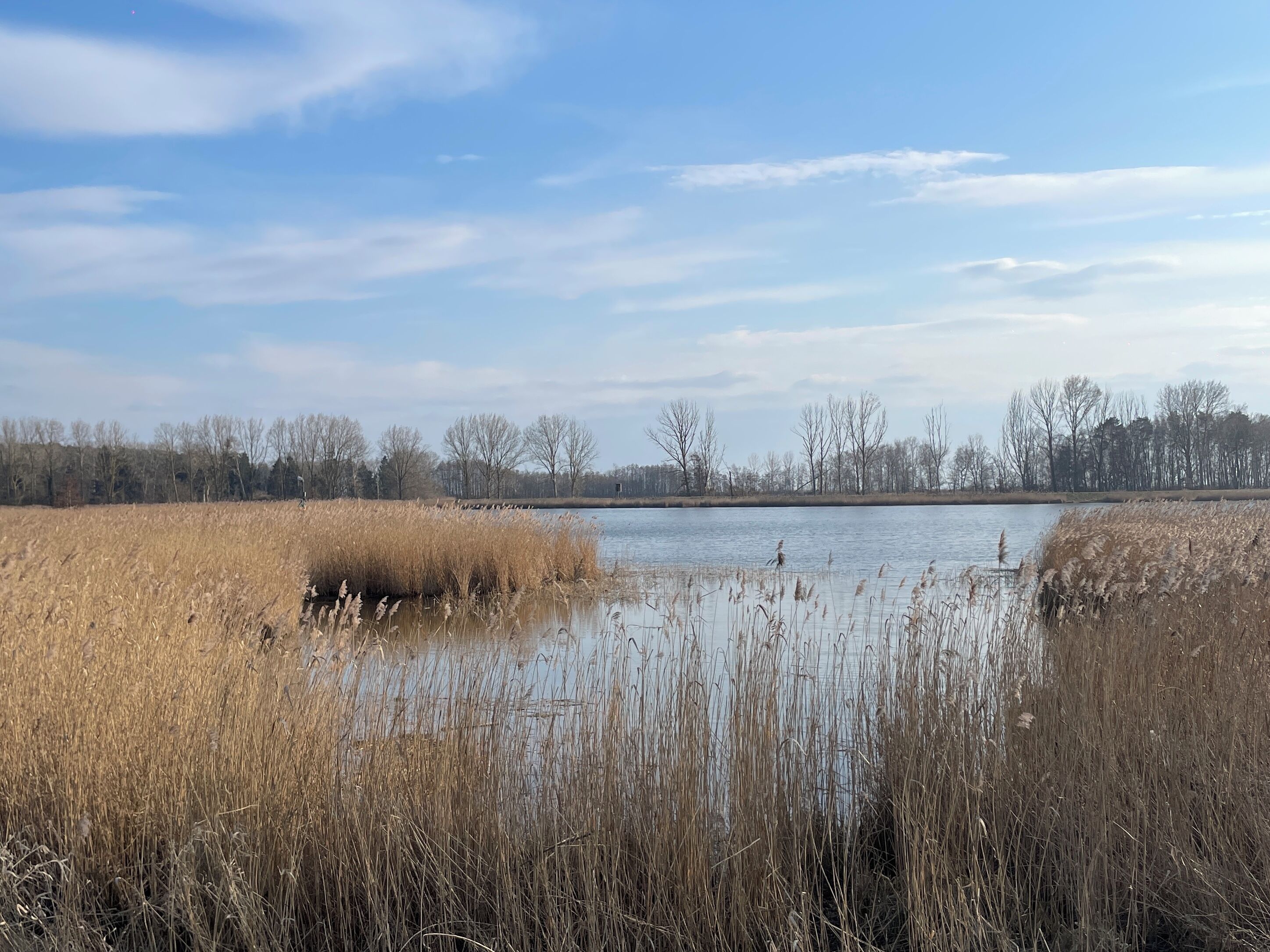 Eine natürliche Landschaft mit einem Gewässer, trockenem Schilf und kahlen Bäumen im Hintergrund.