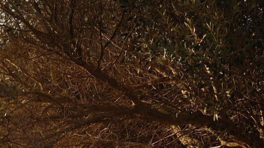 Hotel Vestige Son Ermità