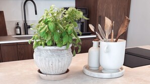A kitchen counter with a potted basil plant, a white mug, and a set of wooden utensils.