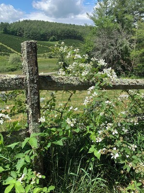 Ein rustikaler Holzzaun mit weißen Blumen im Vordergrund und einer bewaldeten Hügelkette im Hintergrund.