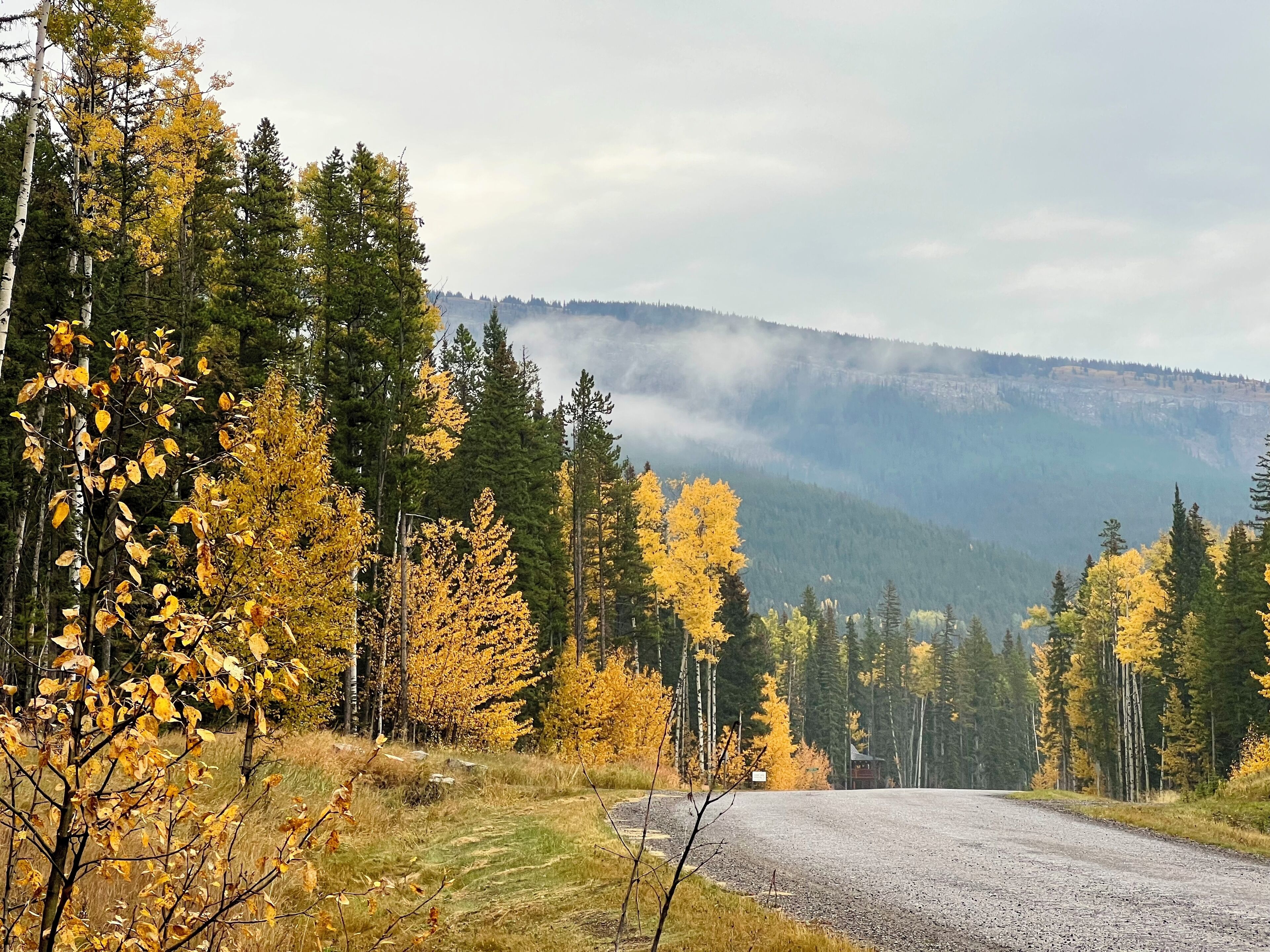 A gravel road curving through a forest with autumn-colored trees.