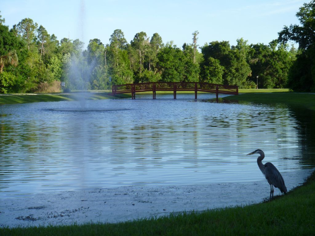 Un parque con un estanque, un puente y una garza posada junto al agua.