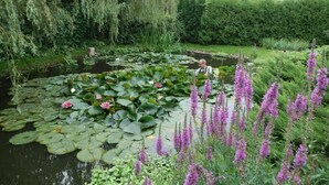 Ein Garten mit Teich, Seerosen und violetten Blumen.