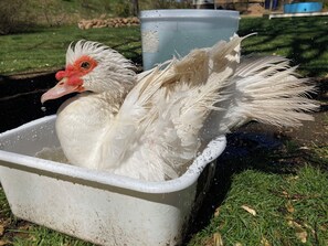 Miscellaneous - Clementsvale Oasis, a peaceful retreat nestled in the heart of Annapolis County. (Clementsvale)