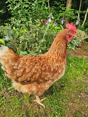 Miscellaneous - Clementsvale Oasis, a peaceful retreat nestled in the heart of Annapolis County. (Clementsvale)