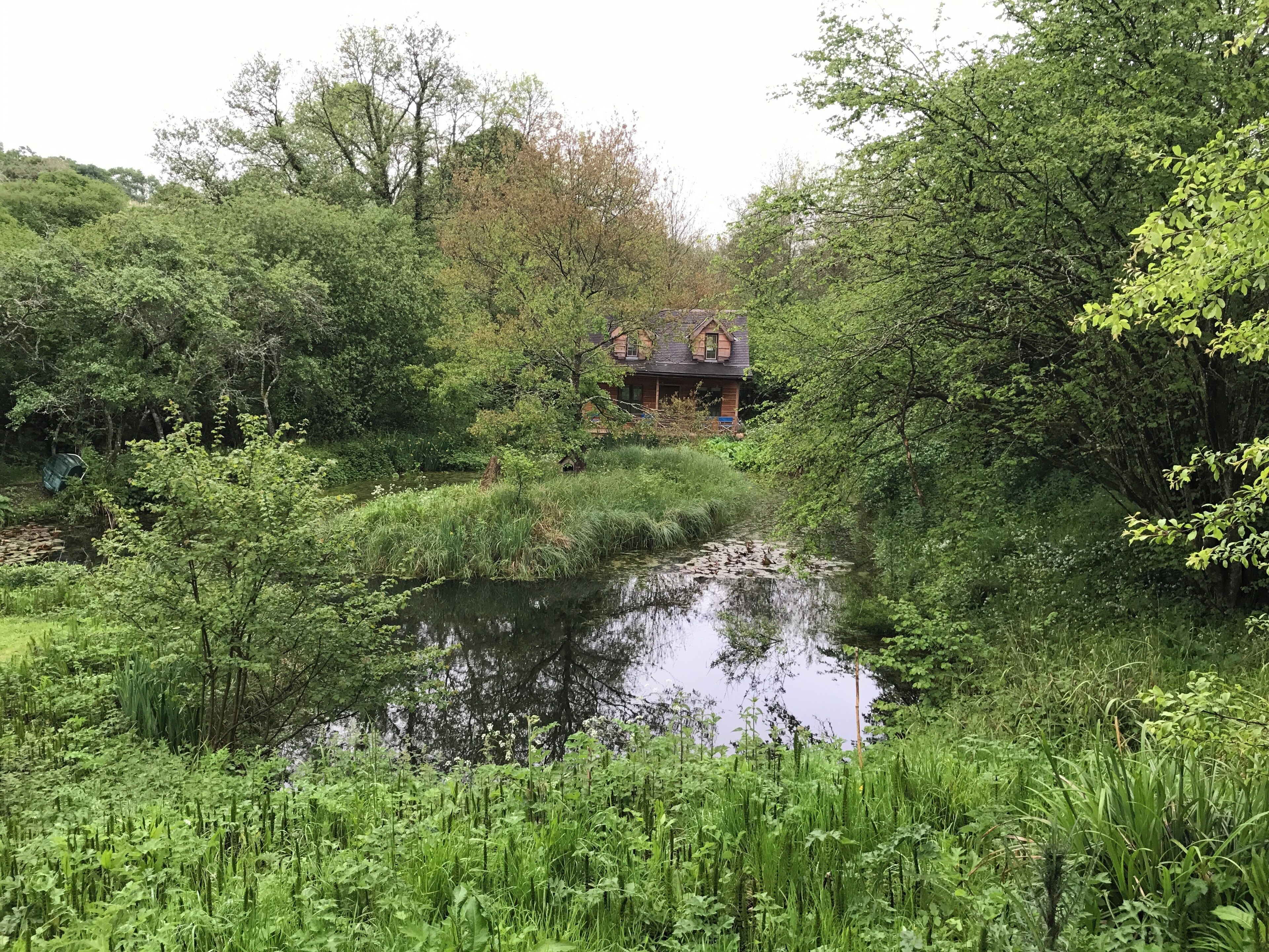 A house with a pond in a lush, green environment.