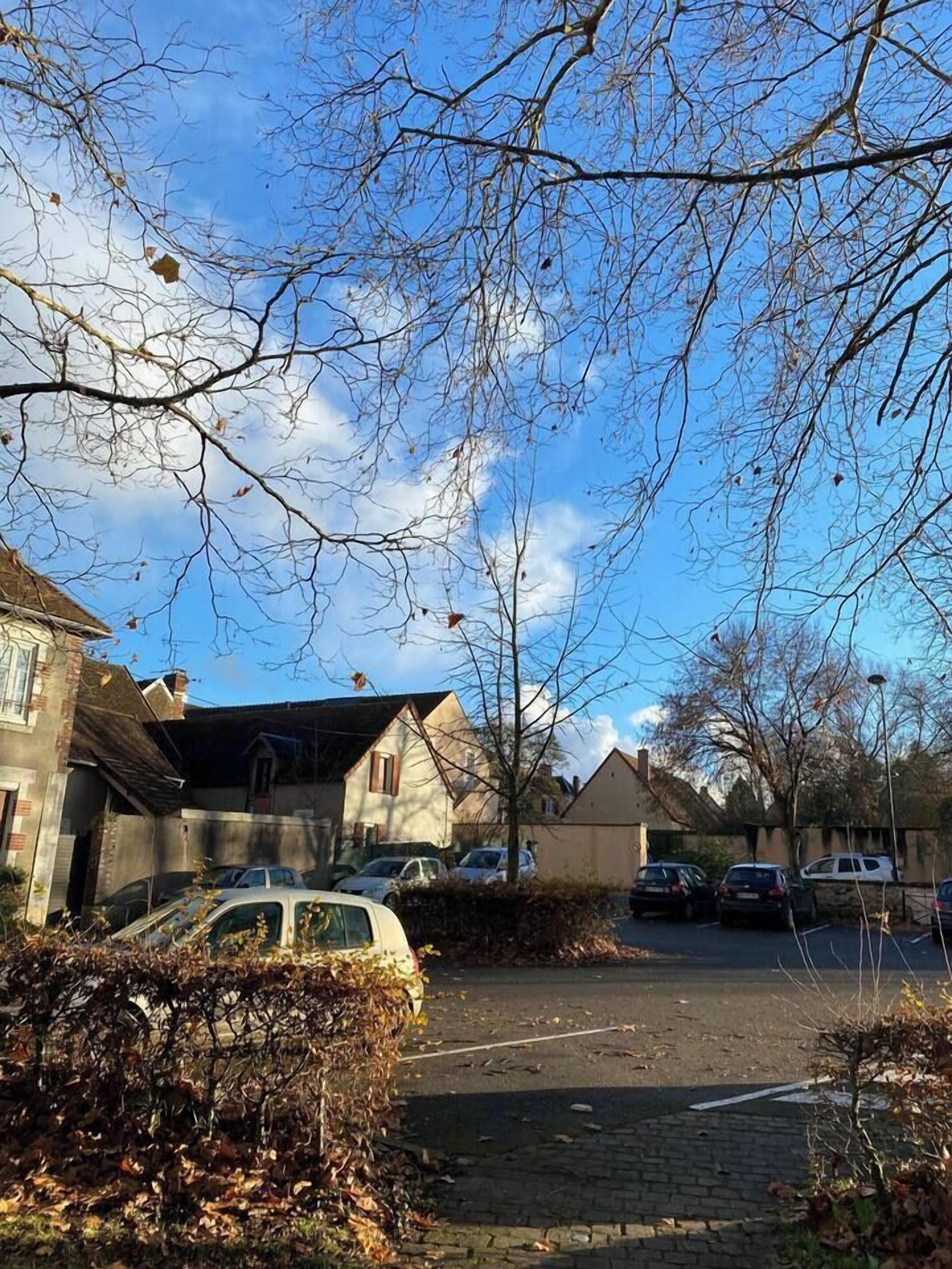 A residential street with parked cars, houses, and leaf-covered bushes.