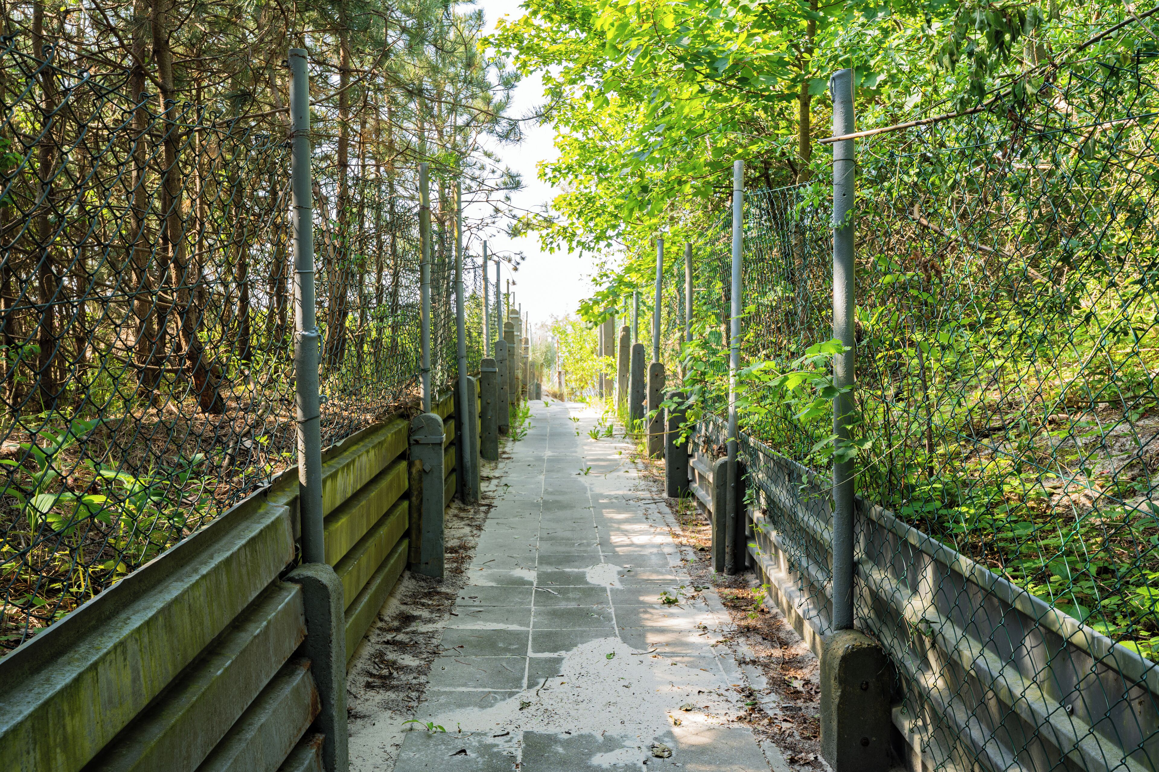 Photo - Baltic Forest