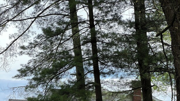 A house surrounded by tall trees and a grassy yard. - Retreat on Lake Milton 2 bed (Berlin Center)