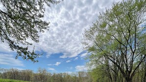 A circular gravel area with a fire pit, surrounded by grass and trees. - Retreat on Lake Milton 2 bed (Berlin Center)