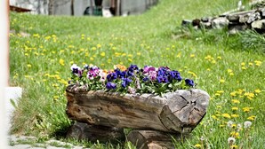 A log planter with flowers on a grassy field. - Apartment "Edelweiss" with mountain view, private terrace and Wi-Fi (Curon Venosta)