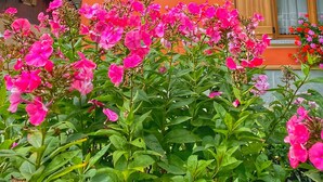 Un edificio con un letrero que dice 'Casa Club', balcones de madera con jardineras llenas de flores y un jardín con flores rosadas.