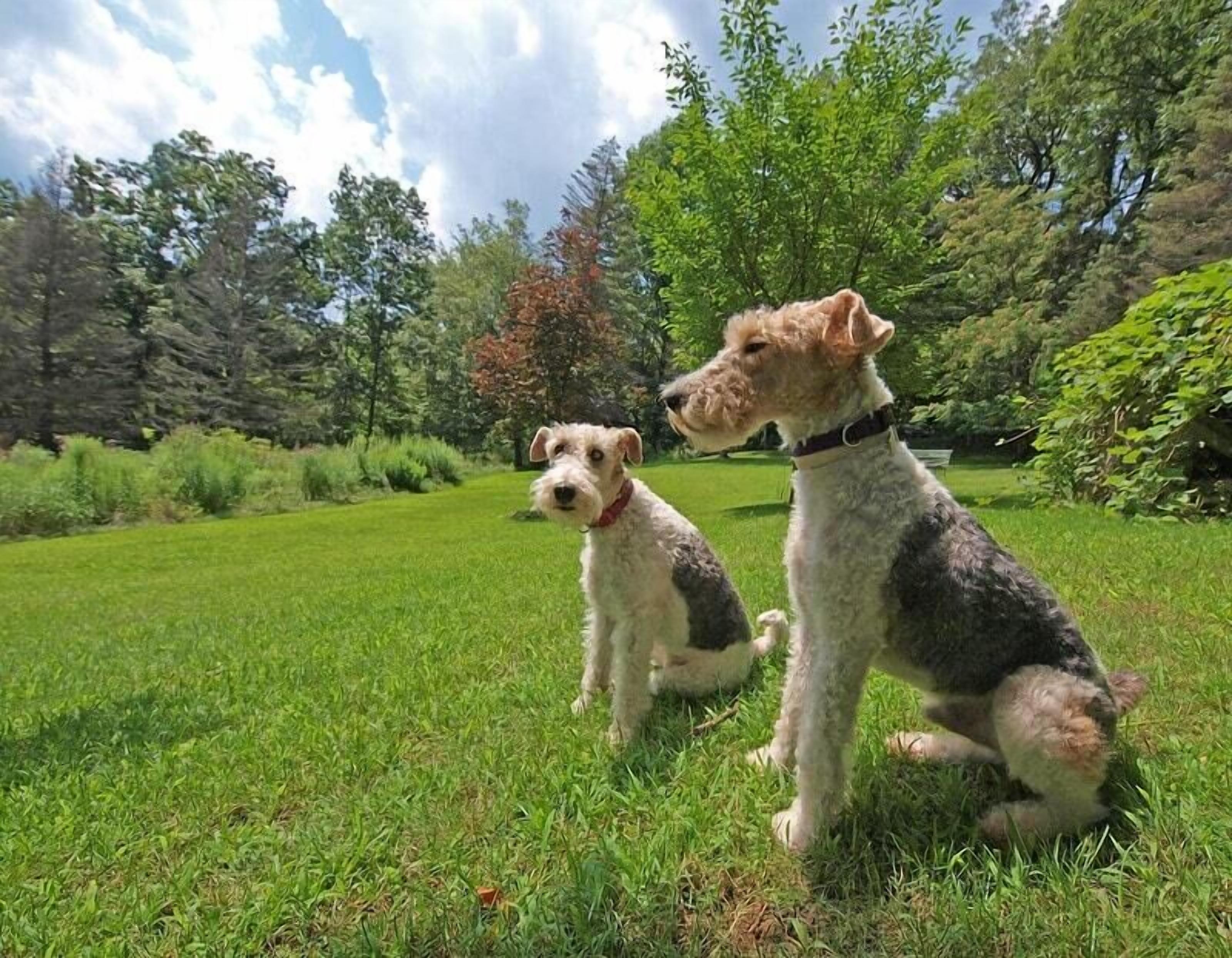 Two dogs sitting on a grassy lawn with trees and bushes in the background.