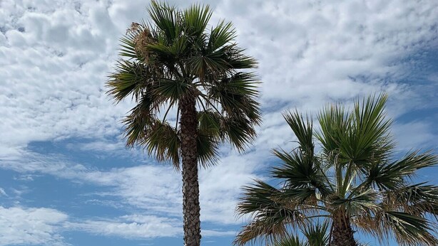 A beachside café with outdoor seating, palm trees, and a view of the sea. - Six-Fours getaway - Beach, terrace & parking (Six-Fours-les-Plages)