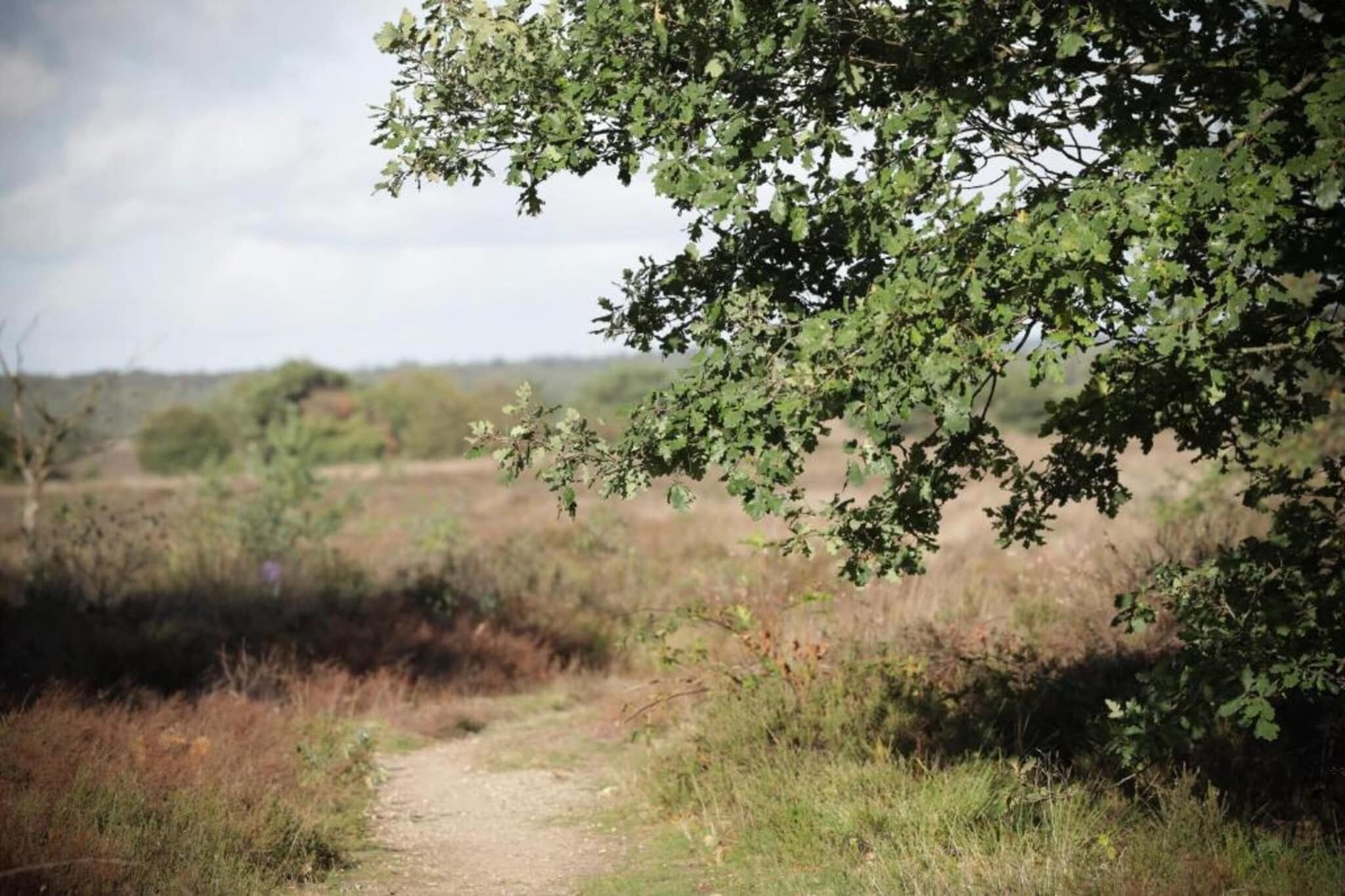 Un sendero de tierra serpentea por un paisaje natural con árboles y arbustos.