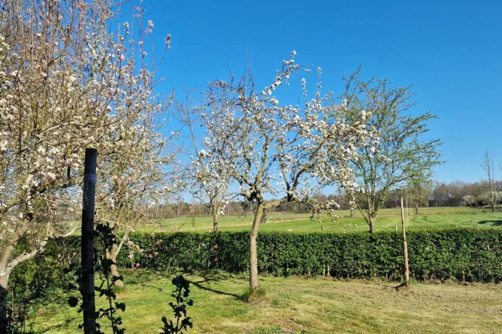 Paisaje rural con árboles en flor, un seto y un cielo azul despejado.