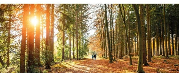 A forest path with tall trees and sunlight filtering through.