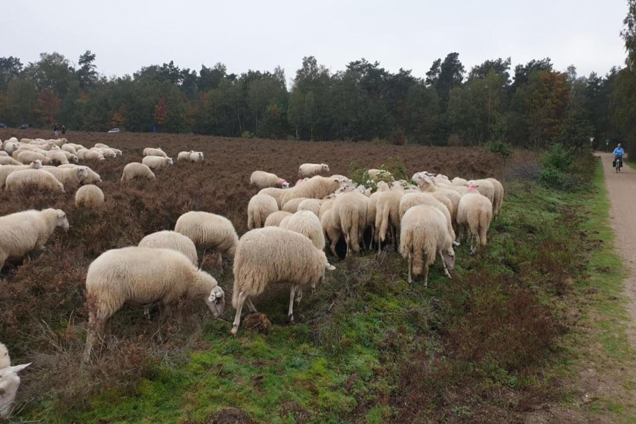 A large flock of sheep grazing in a field with a path and trees in the background.