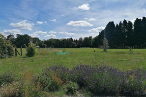 A grassy field with a variety of wildflowers and trees in the background.