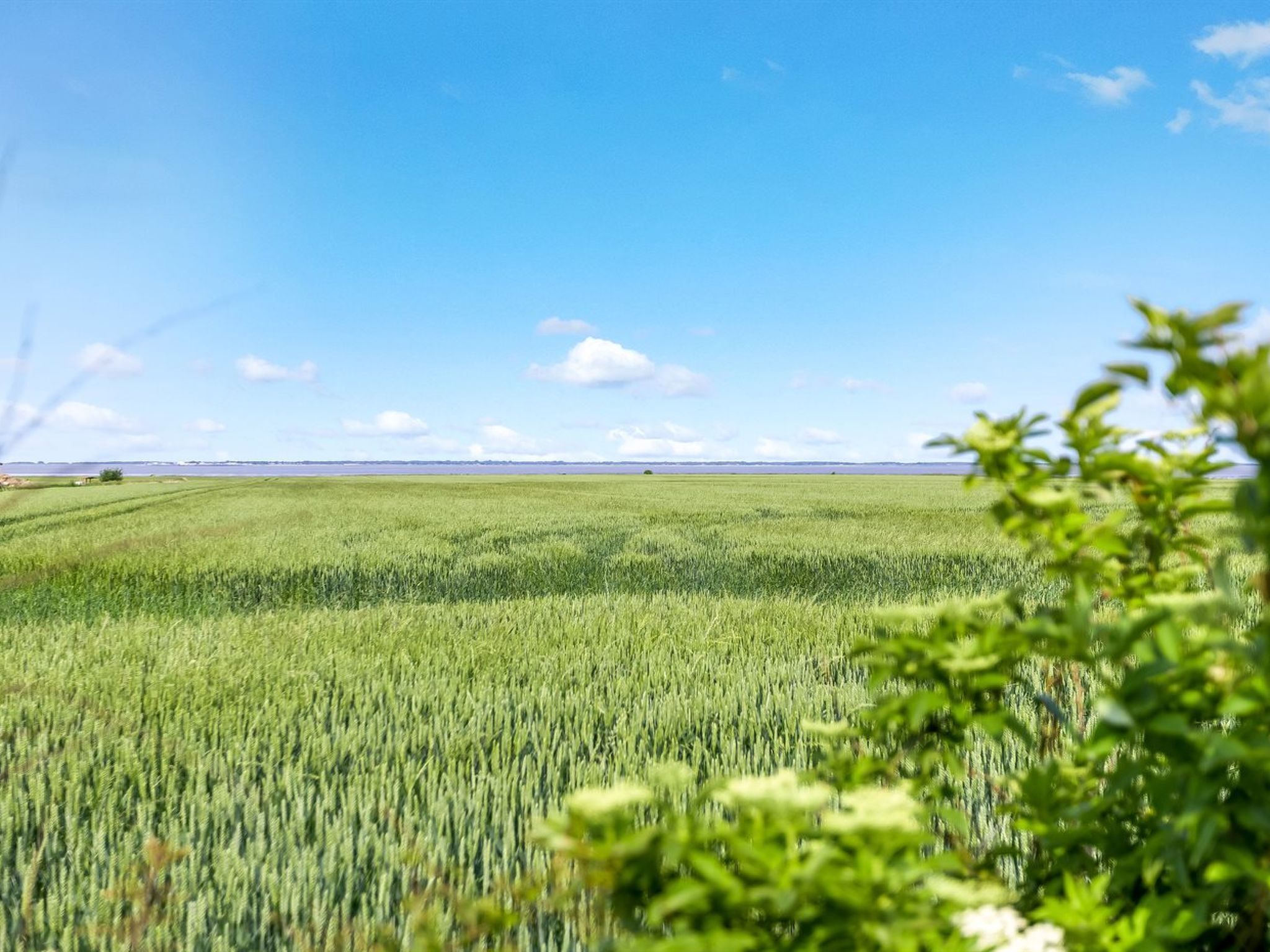 Een uitgestrekt veld met gewassen onder een heldere lucht.