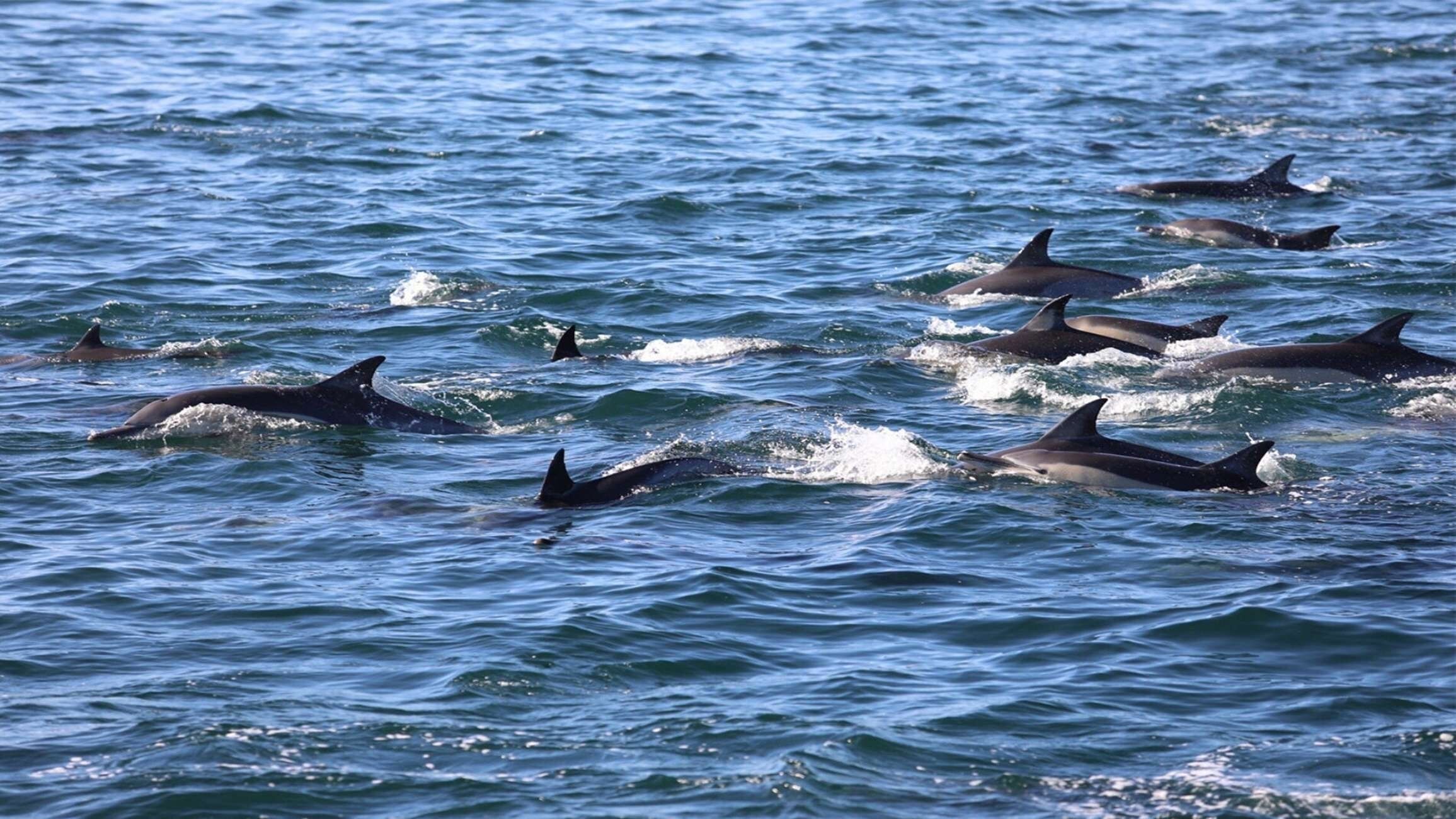 A group of dolphins swimming in the ocean.