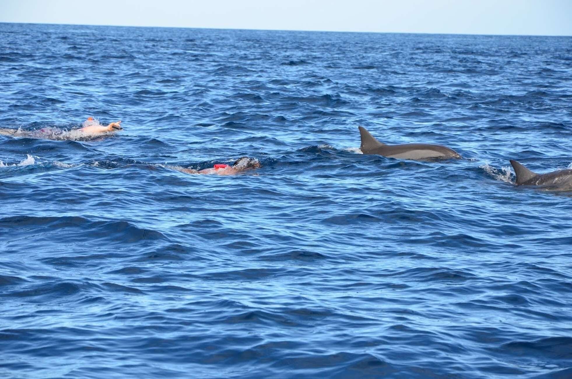 Nadador en el océano con delfines cerca.