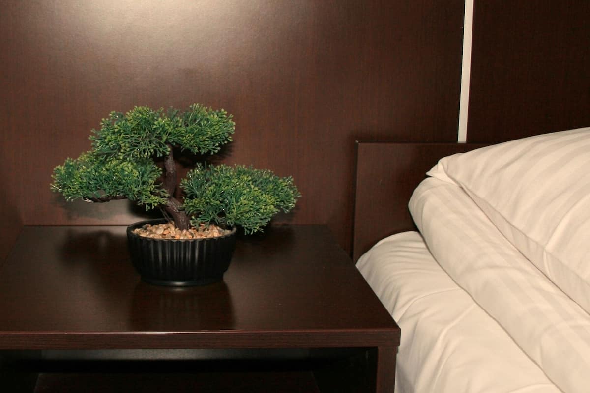 A neatly made bed with white bedding, a dark wooden nightstand with a bonsai tree in a black pot, and a dark wooden headboard.