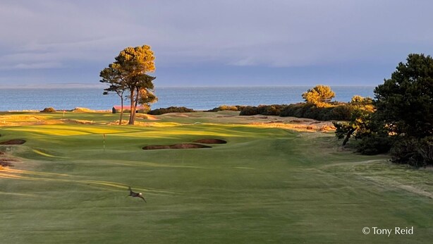 A golf course with a clear view of the ocean and a single tree in the foreground. - Seabank House Hotel (Nairn)