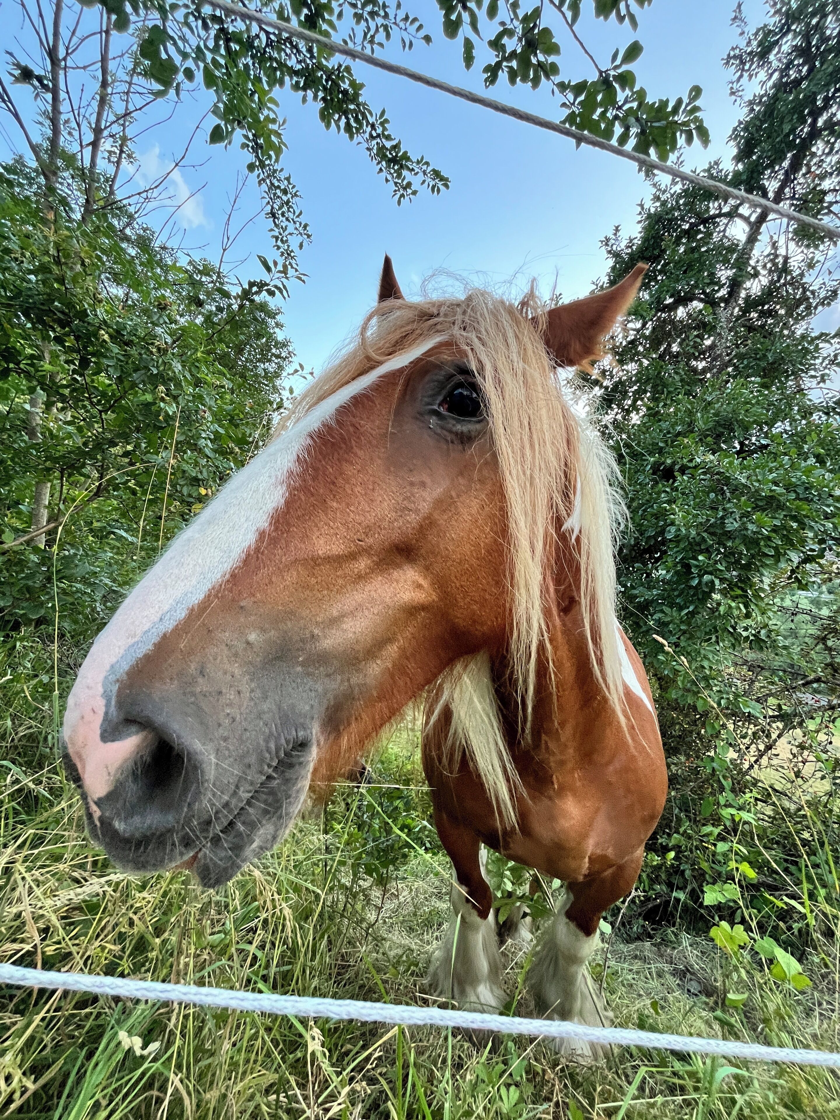 Un gros plan du visage d’un cheval, avec une bande blanche sur son nez, entouré de verdure et sous un ciel dégagé.