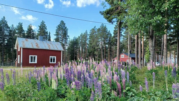 A red cabin surrounded by dense forest and vibrant purple flowers. - Lapland Pure Nature and More! (Bastutrask)