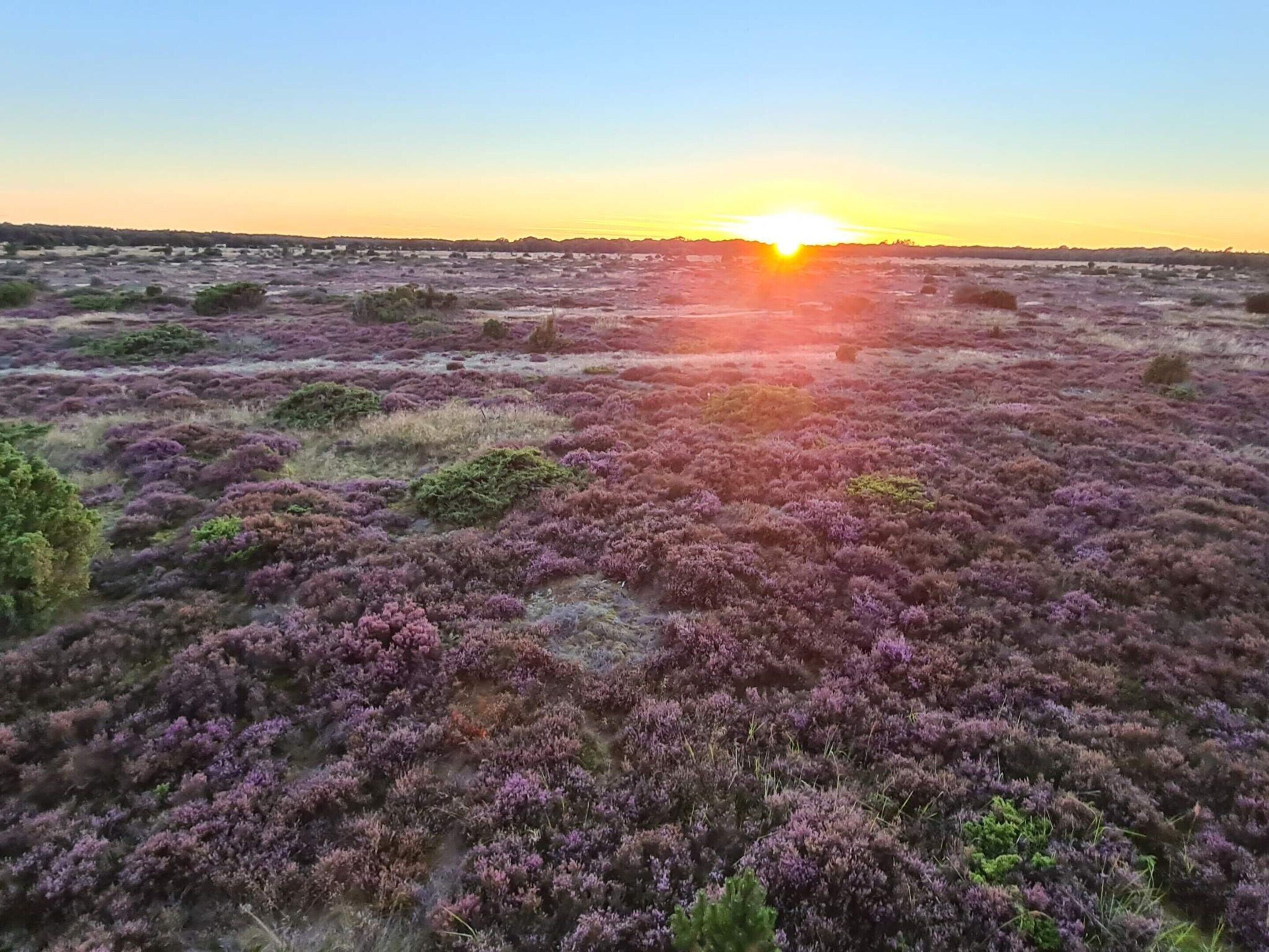 Weite Landschaft mit violettem Heidekraut unter einem Abendhimmel.