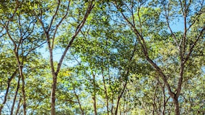 A couple sitting on a bench in a park with trees and a clear sky. - Itiquira Park Hotel (Formosa)