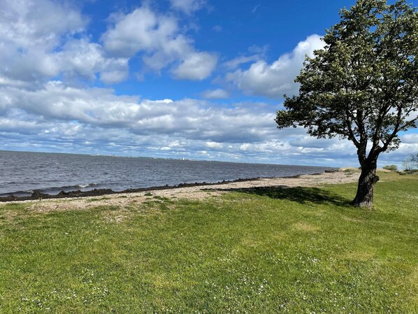 Ett grönområde med ett träd och en vattenyta.