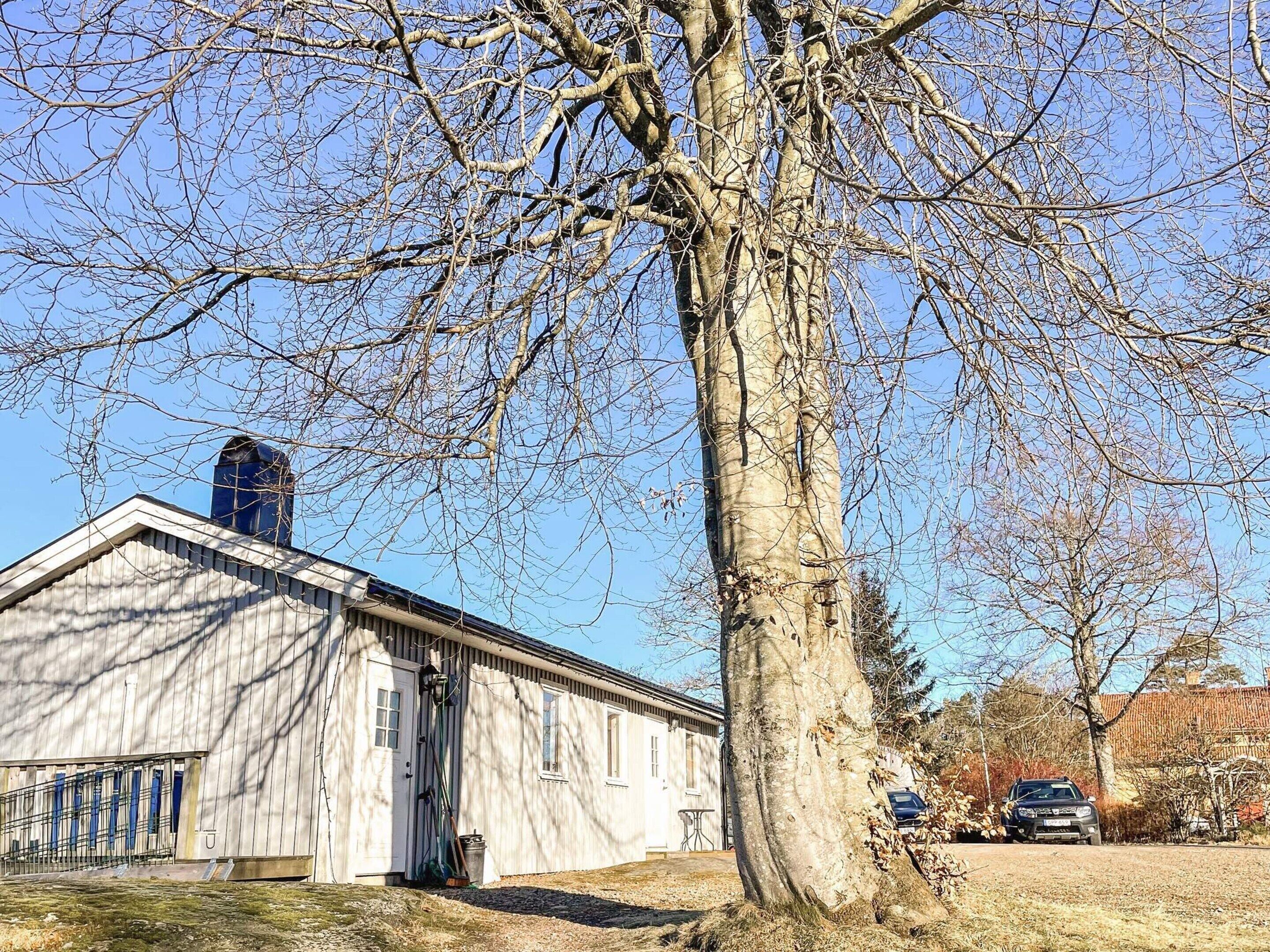 A large tree in front of a building with a chimney, a car parked nearby, and a clear blue sky.