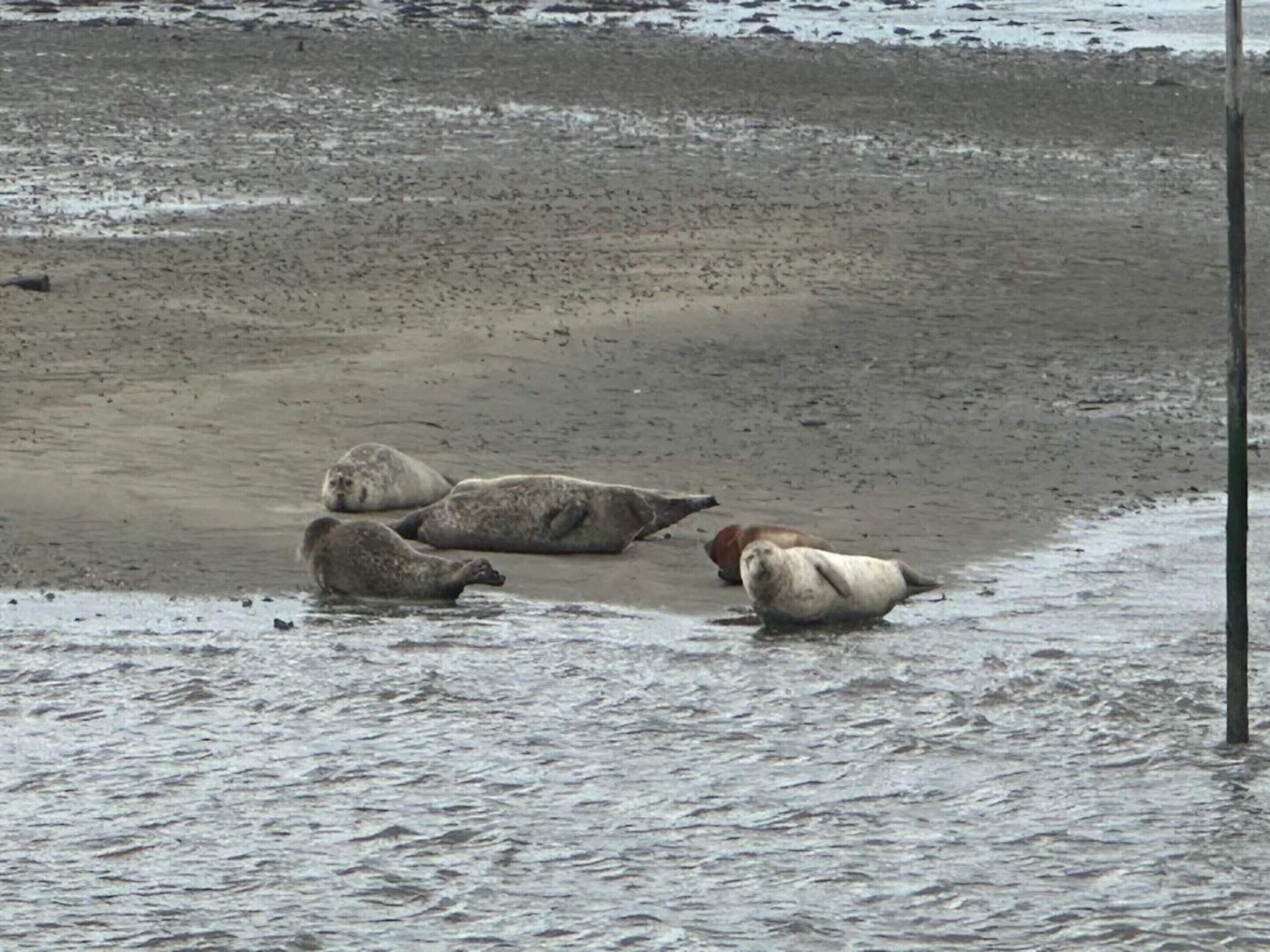 A sandy beach with several seals resting near the water's edge.
