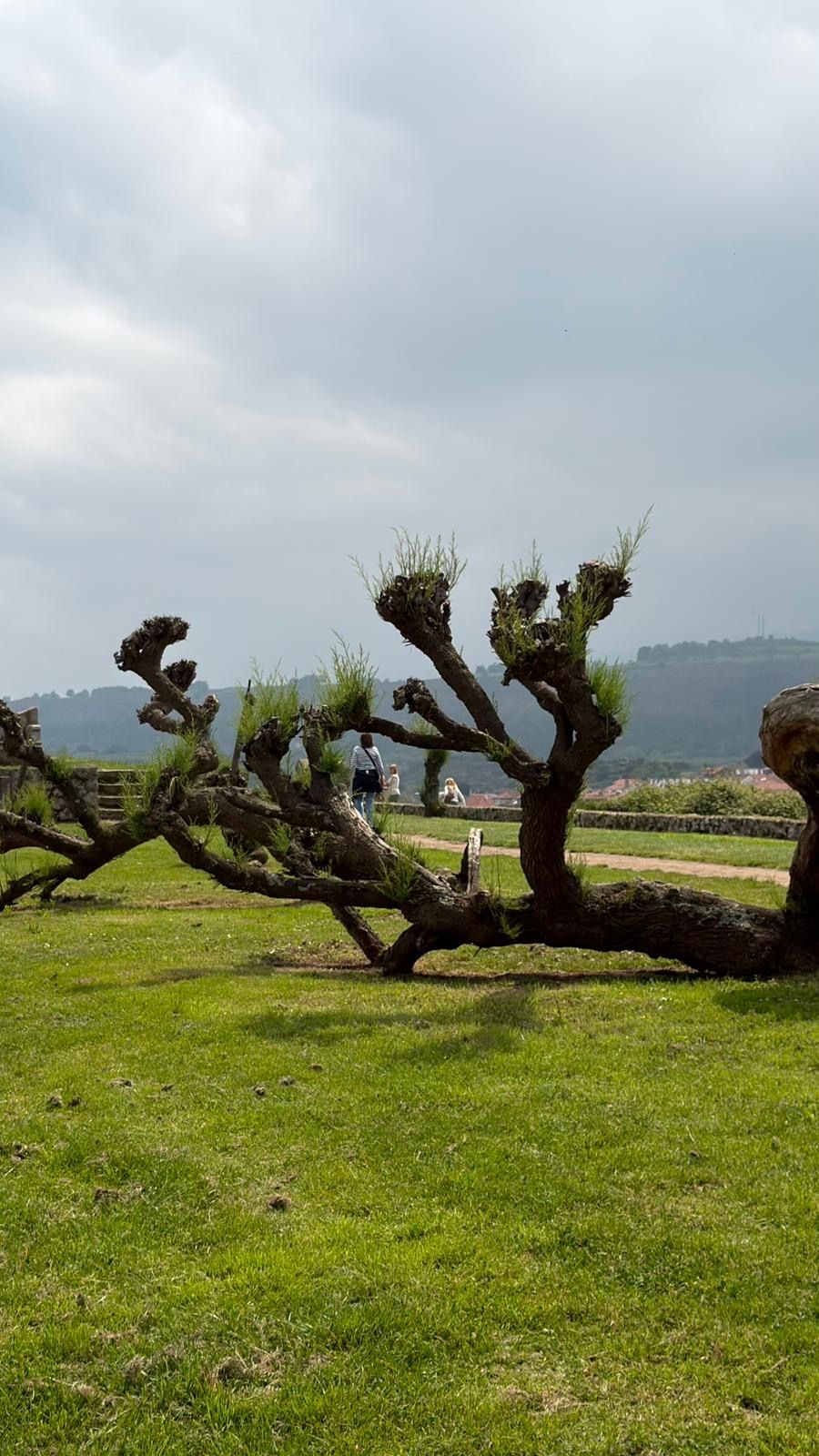 Un paisaje con un árbol grande y retorcido en primer plano y un campo cubierto de hierba.