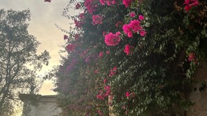 A stone archway with a building entrance, surrounded by lush pink bougainvillea. - Apartment Centro y Mar in Llanes (Llanes)
