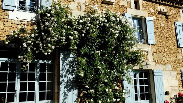 Un edificio de piedra con contraventanas azules y una enredadera blanca con flores.