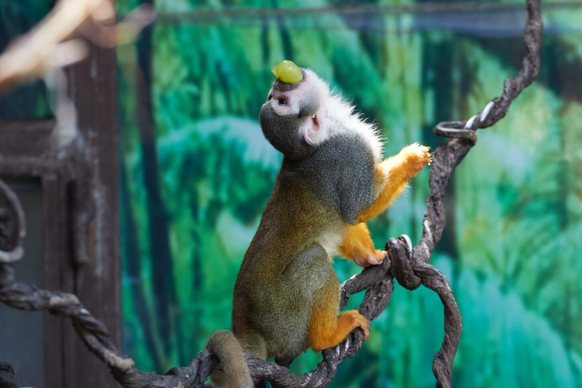A monkey with a green fruit on its head, sitting on a twisted branch.